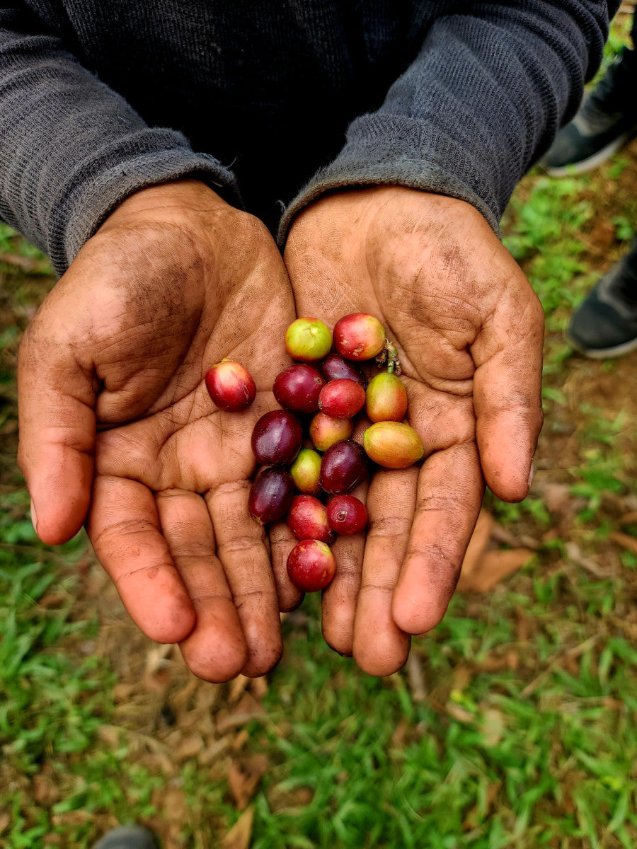 C'est quoi le café de spécialité ?