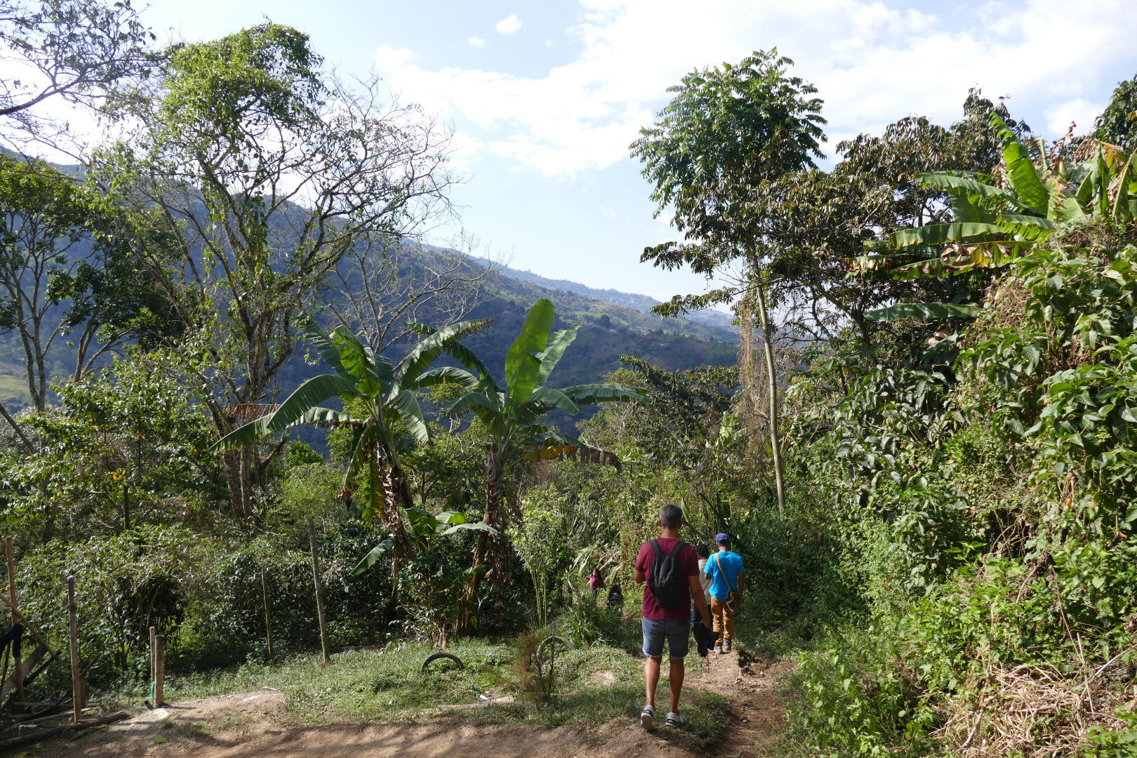 Locombia - Café Bio de Colombie - Cauca
