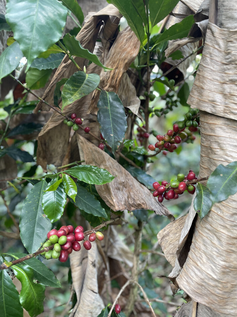 Locombia - Café Bio de Colombie - Cauca