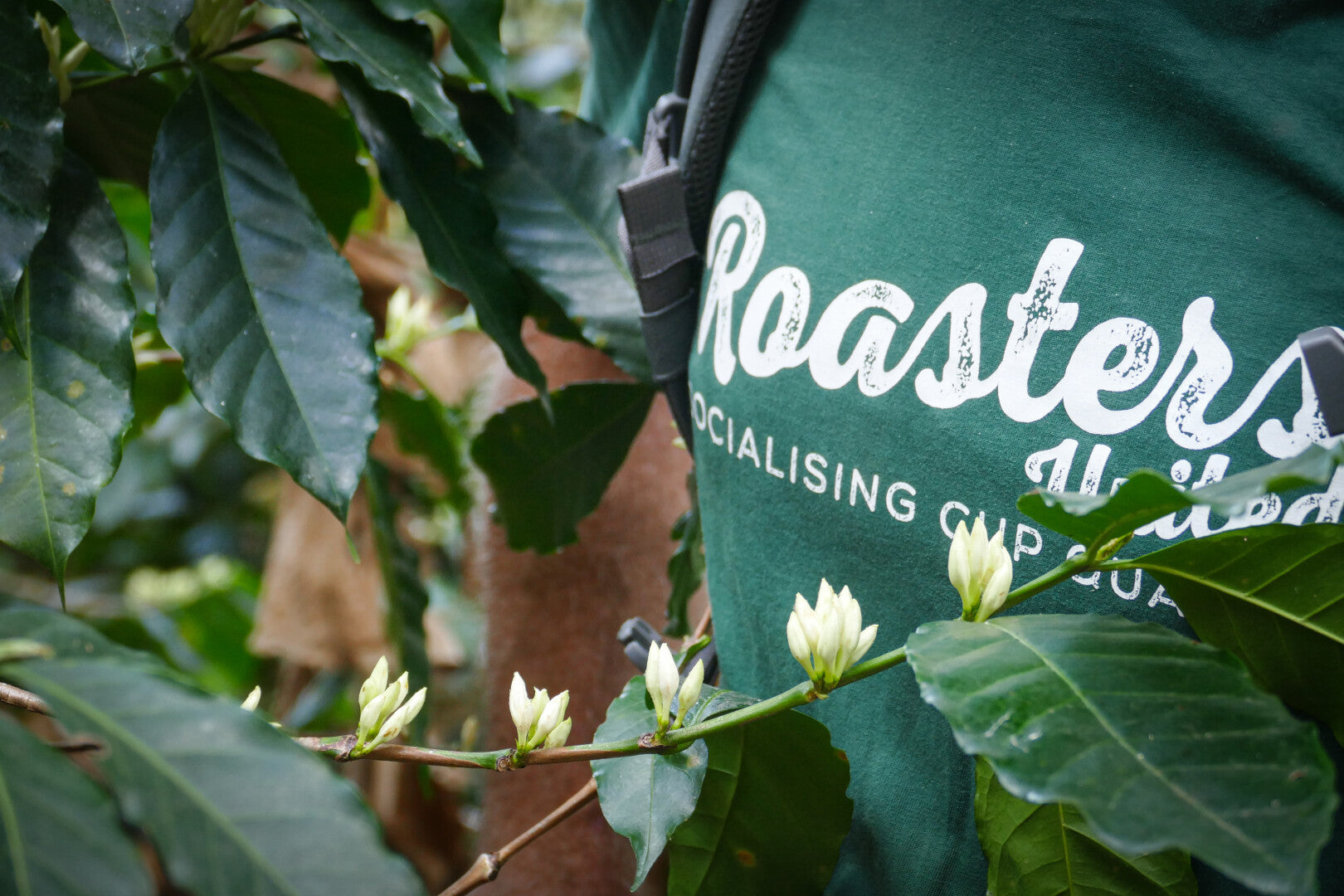 Locombia - Café Bio de Colombie - Cauca