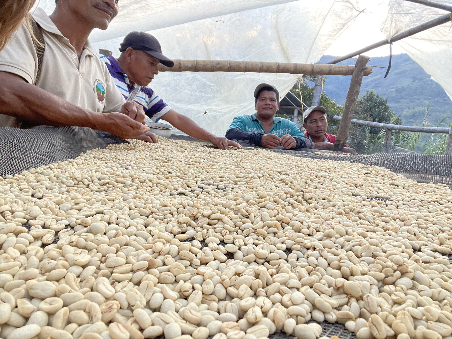 Locombia - Café Bio de Colombie - Cauca