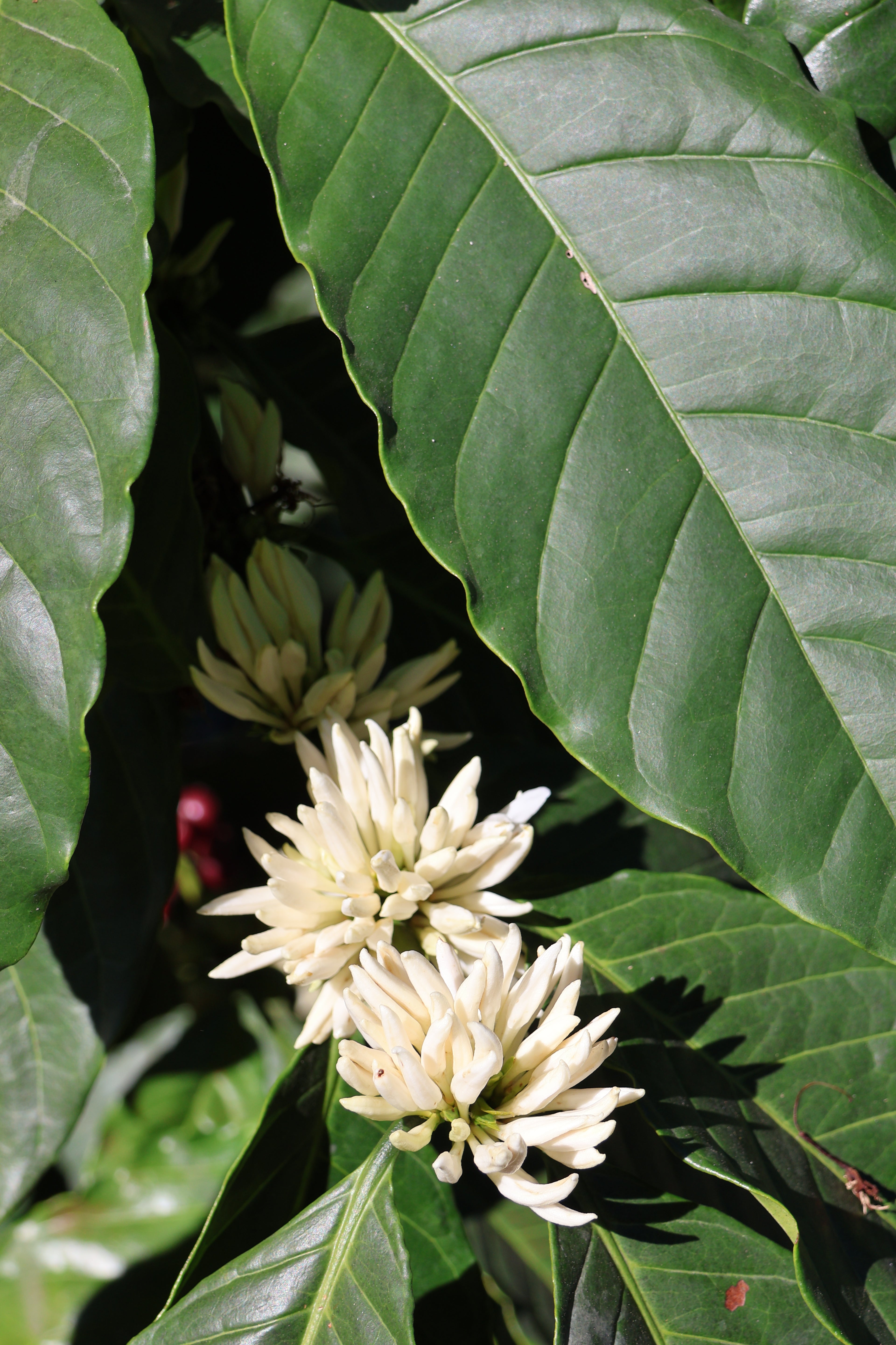 Marimba - Café Bio du Guatemala - San Marcos