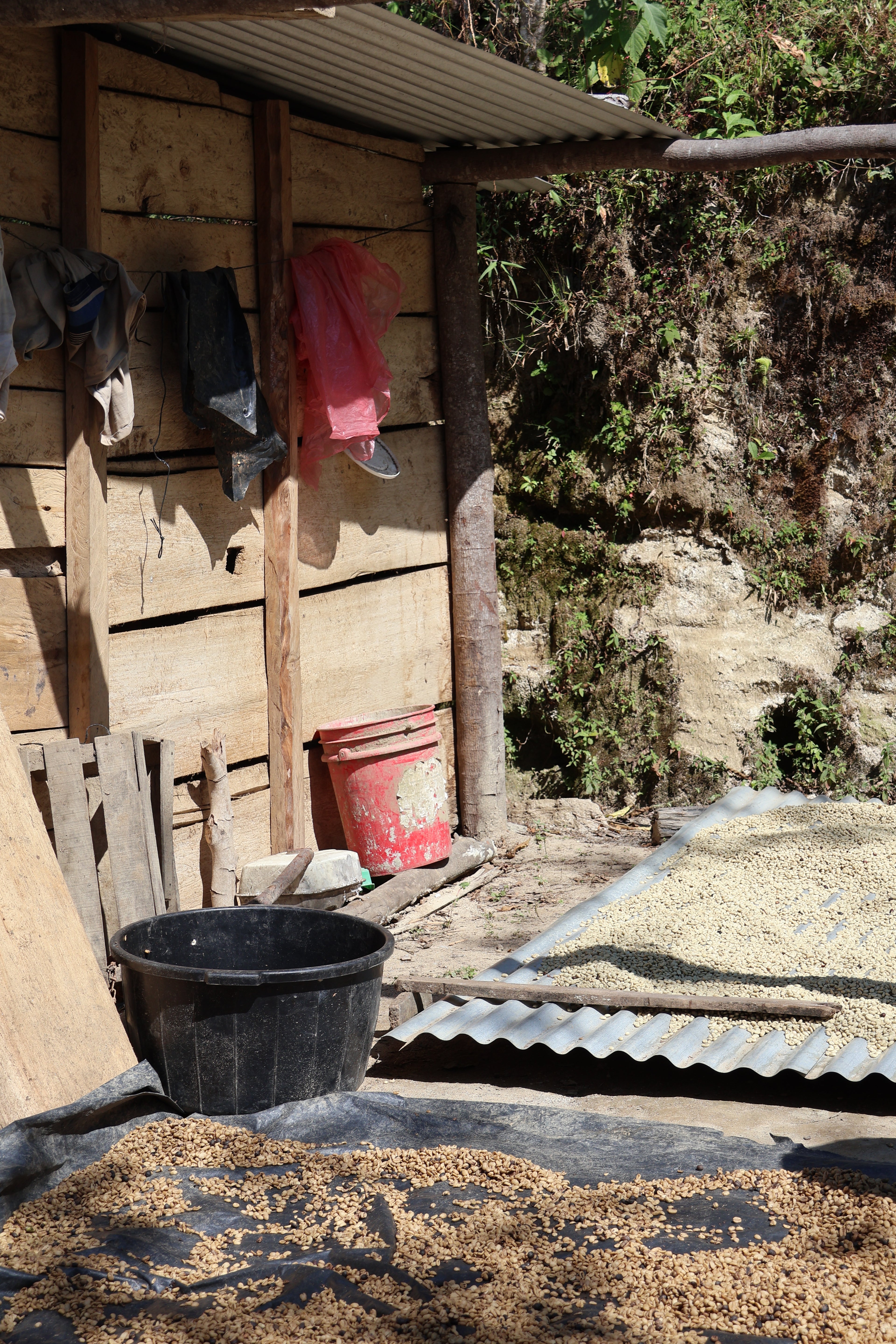 Marimba - Café Bio du Guatemala - San Marcos