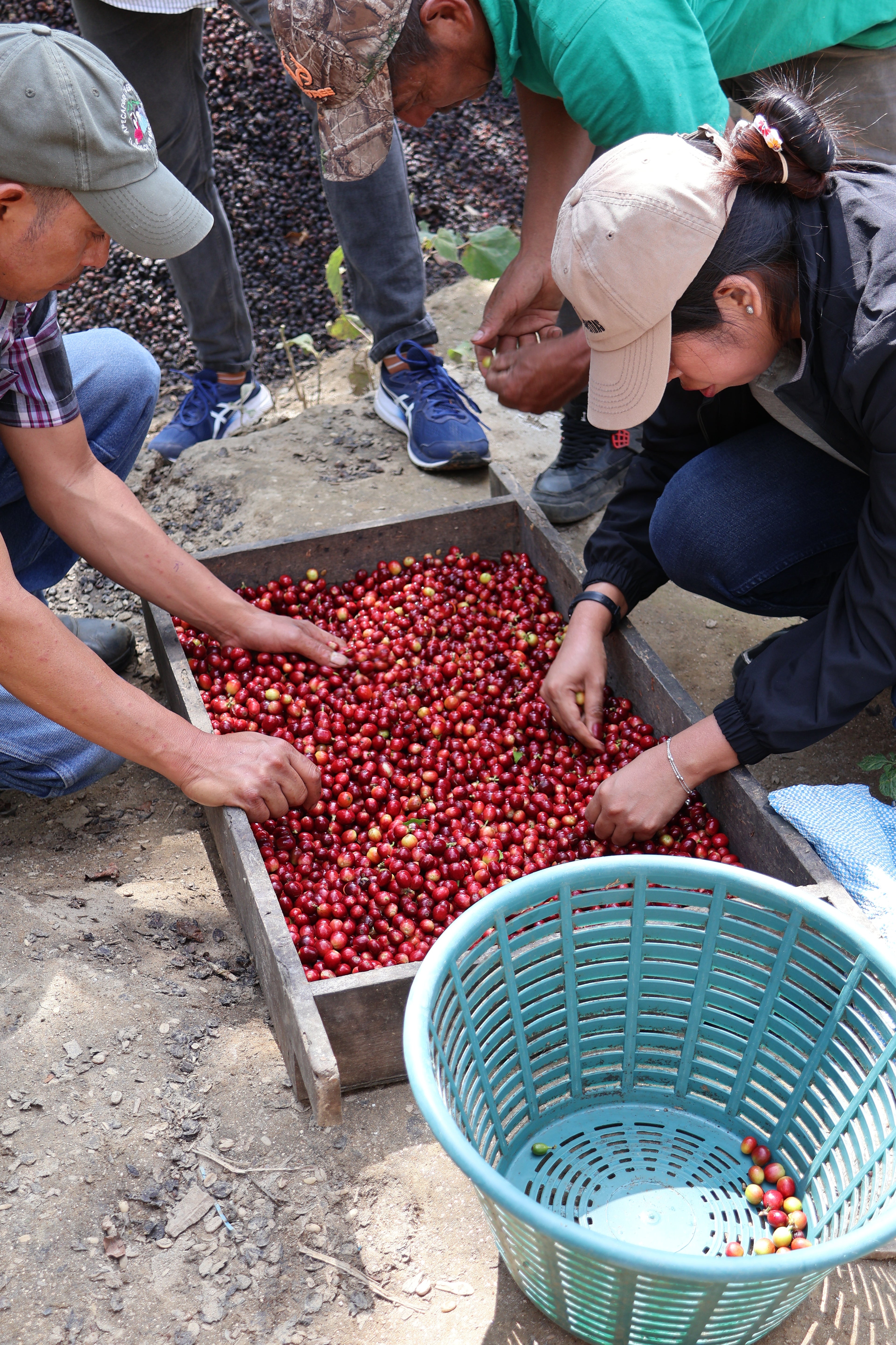 Marimba - Café Bio du Guatemala - San Marcos