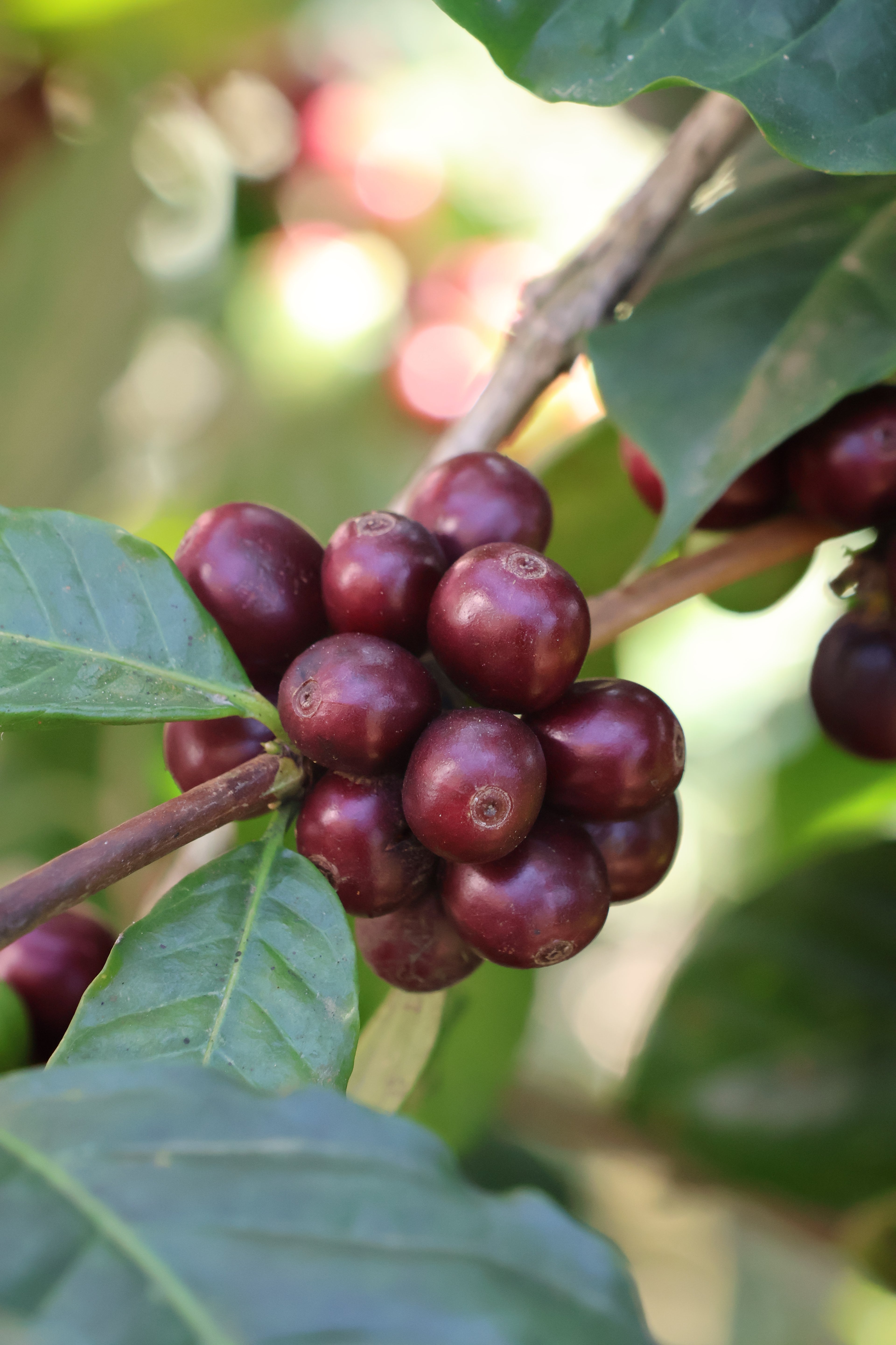 Marimba - Café Bio du Guatemala - San Marcos