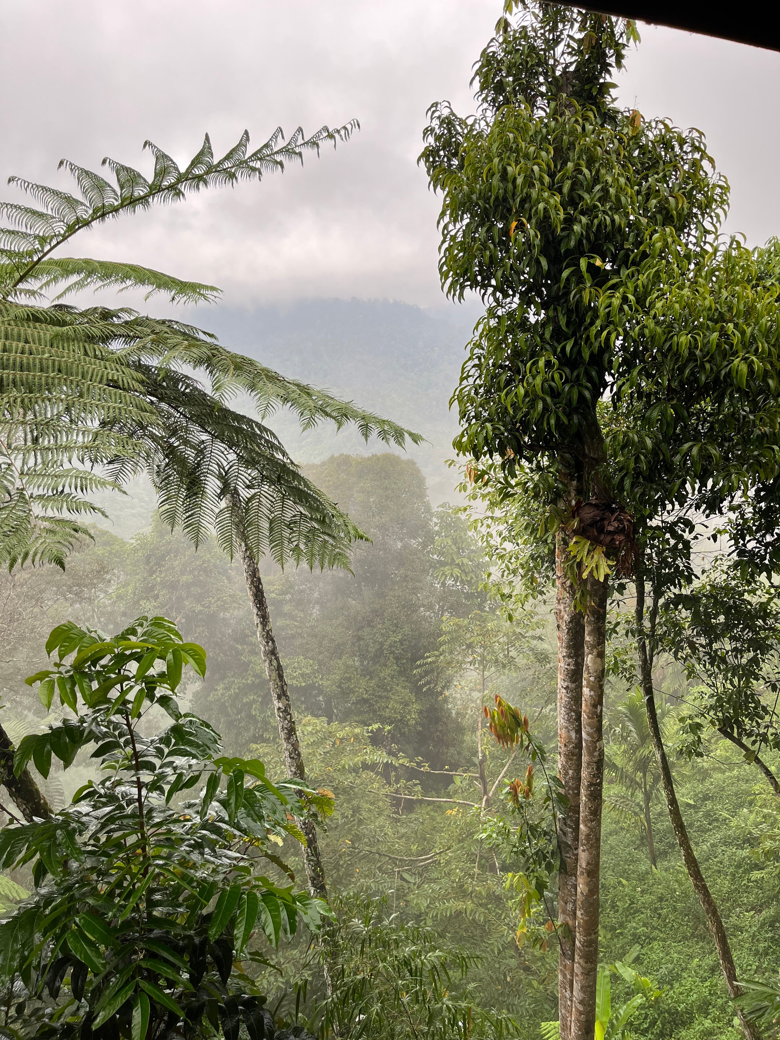 Gamelan - Café Bio d'Indonésie - Sumatra