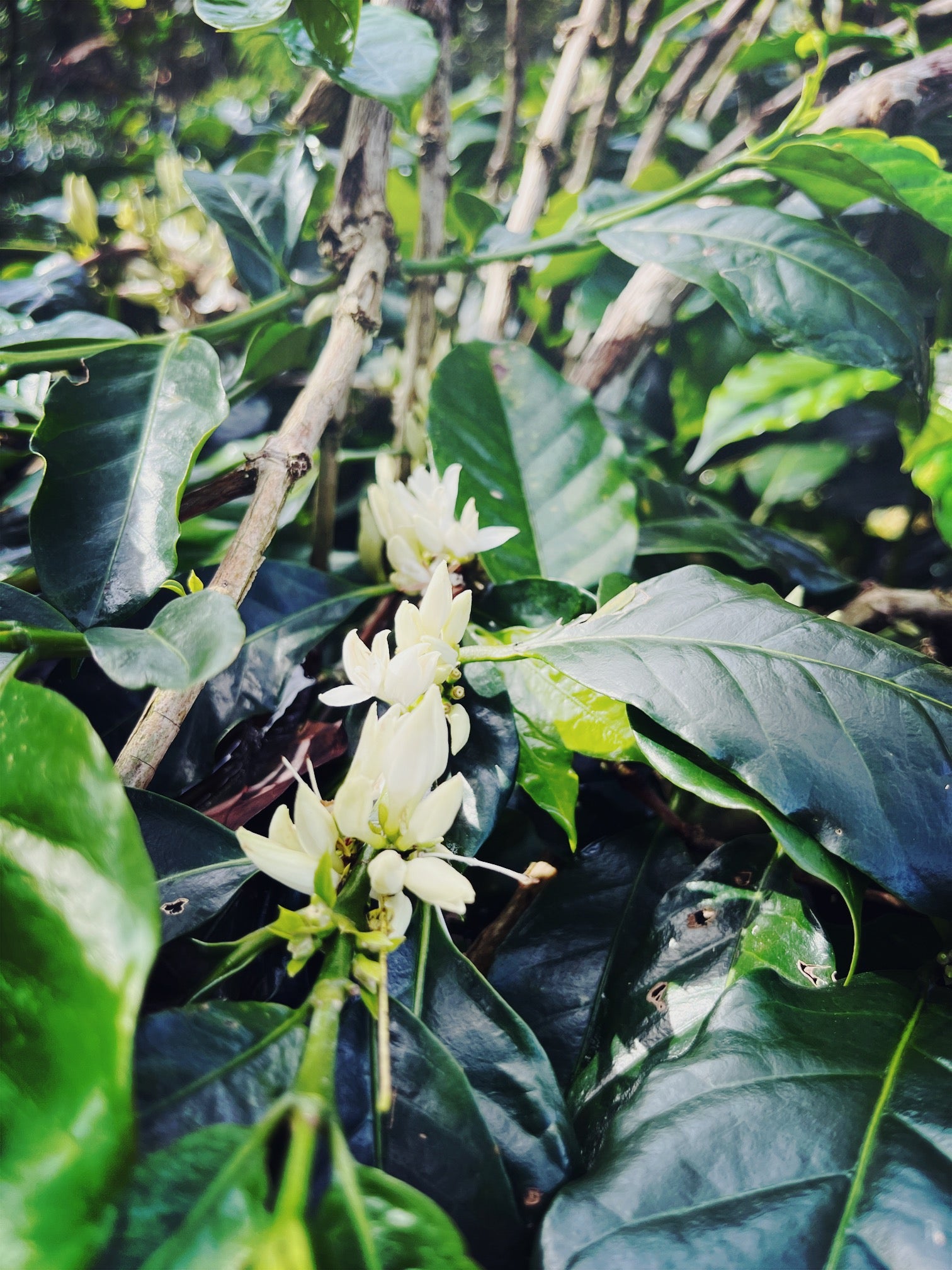 Gamelan - Café Bio d'Indonésie - Sumatra