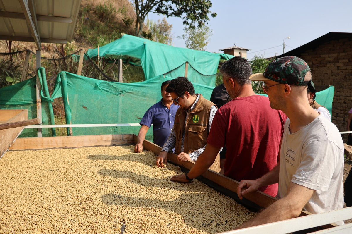 Nouvelle Fleur - Organic Ethiopian Coffee - Sidama