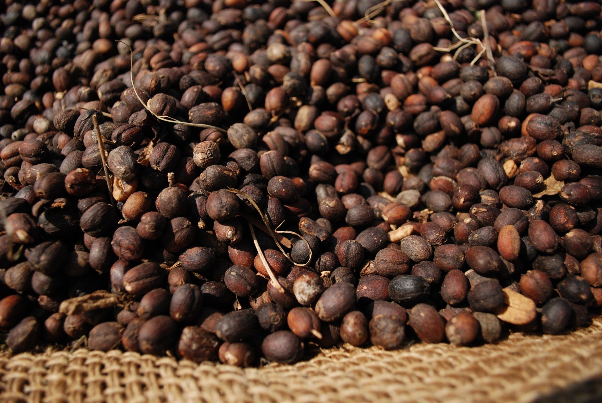 Nouvelle Fleur - Café Bio d'Ethiopie - Sidama