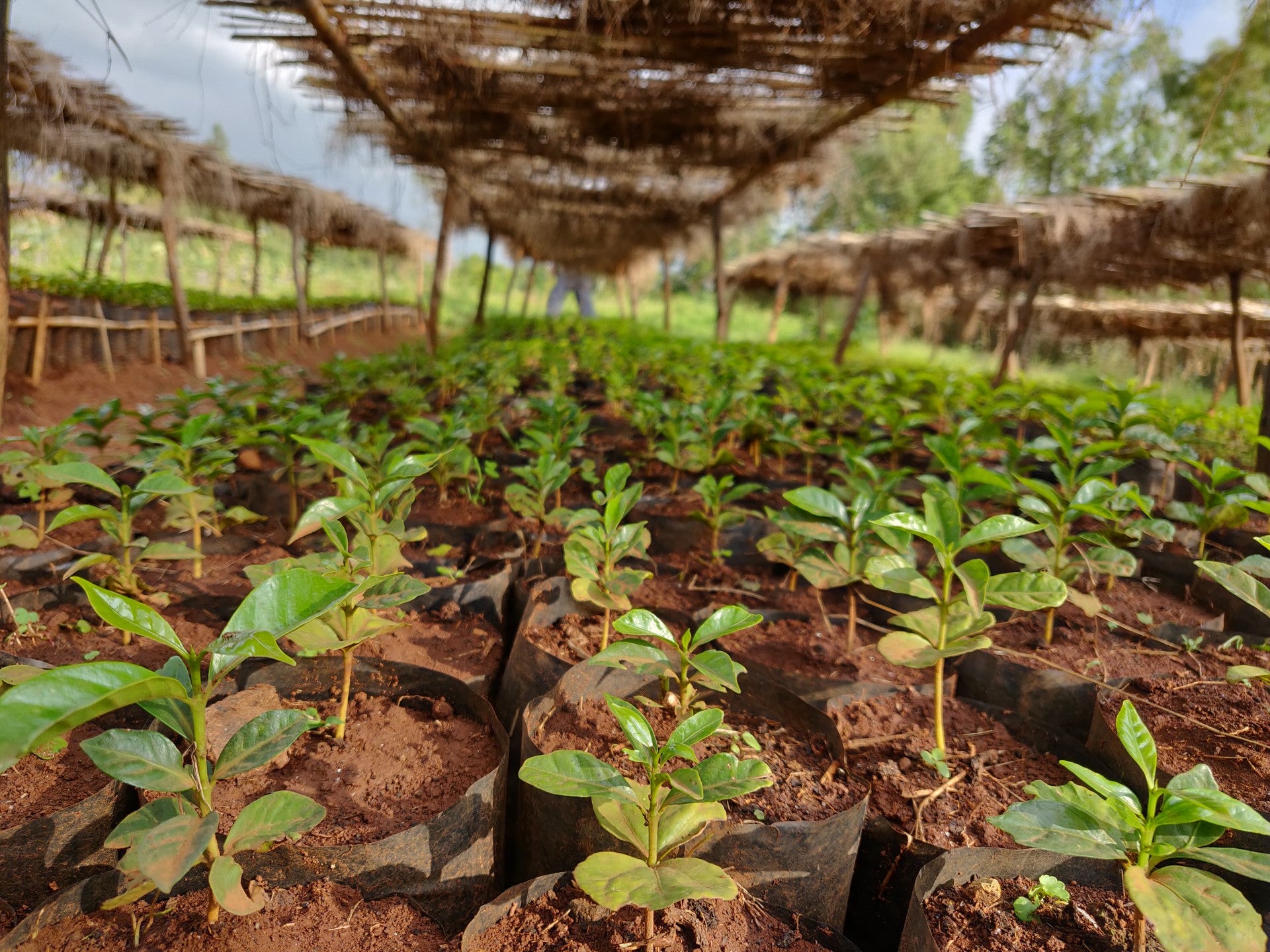 Nouvelle Fleur - Café Bio d'Ethiopie - Sidama