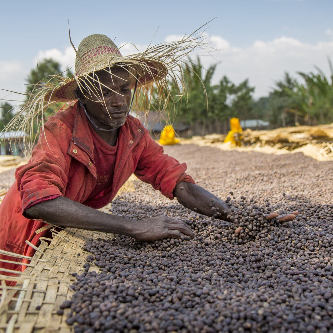 Nouvelle Fleur - Café Bio d'Ethiopie - Sidama
